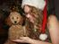 Dværgpuddel Nahla - Nahla´s første jul år 2015