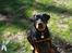 Rottweiler Kayla