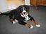 Berner sennenhund lillefix