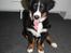 Berner sennenhund lillefix
