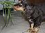 Cocker spaniel Bailey