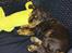 Cocker spaniel Bailey