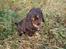 Cocker spaniel Bailey