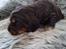 Cocker spaniel Bailey