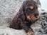 Cocker spaniel Bailey