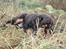 Cocker spaniel Bailey