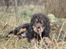 Cocker spaniel Bailey