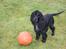 Cocker spaniel Pepsi