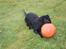 Cocker spaniel Pepsi