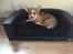 Welsh corgi pembroke Diesel - Min nye sofa, søndag den 04.12.16