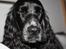 Cocker spaniel Molly