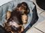 Cocker spaniel Bailey - Afslapning efter en våd skovtur
