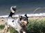 Australsk cattledog Turbo
