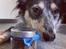 Australsk cattledog Turbo