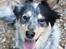 Australsk cattledog Turbo