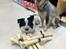 Australsk cattledog Turbo