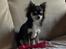 Chihuahua Iza