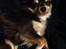 Chihuahua Iza - 8 dec.2016