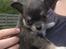 Chihuahua Iza - Så er hun snart 5 uger <3