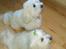 Coton de tulear Jespersen's Savannah