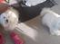 Coton de tulear Jespersen's Savannah