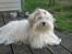 Coton de tulear Jespersen's Savannah