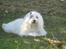 Coton de tulear Jespersen's Savannah