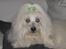 Coton de tulear Jespersen's Savannah