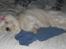 Coton de tulear Jespersen's Savannah
