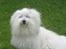Coton de tulear Jespersen's Savannah