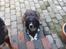 Engelsk springer spaniel Malthe 