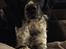 Engelsk springer spaniel Malthe 