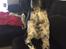 Engelsk springer spaniel Malthe 