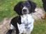 Engelsk springer spaniel Malthe 