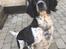 Engelsk springer spaniel Malthe 