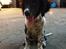 Engelsk springer spaniel Malthe 