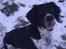 Engelsk springer spaniel Malthe 