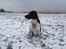 Engelsk springer spaniel Malthe 