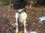 Engelsk springer spaniel Malthe 
