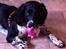 Engelsk springer spaniel Malthe 