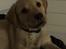 Labrador retriever Casey
