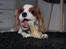 Cavalier king charles spaniel Zika - Zika, 26 uger 