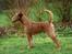 Irsk terrier Clinton