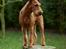 Irsk terrier Clinton