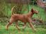 Irsk terrier Clinton