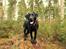Labrador retriever Enya - 28-12-2016