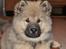 Eurasier Thimo