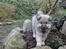 Eurasier Thimo