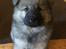 Eurasier Thimo