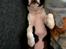 Boston terrier Bay's Romo Luna 